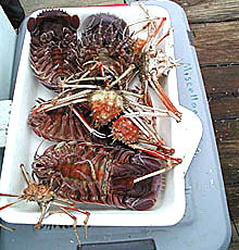  tray full of giant isopods and Rochina crabs