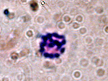 Chromosomes of Lamellibrachia luymesi 