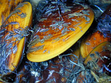 Close-up of mussels, Bathymodiolus childressi