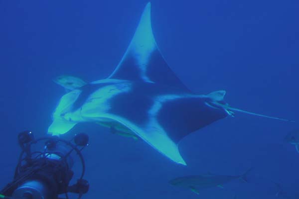 manta ray from JSL