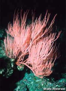 Red Gorgonian