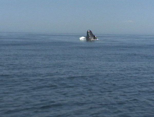 Whale breach