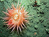 a deep-water anemone.