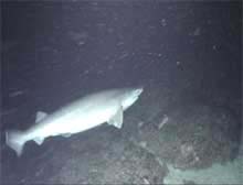 Six gill shark