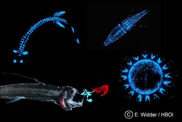 deep sea bioluminescent organisms