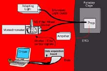 electrophysiology diagram