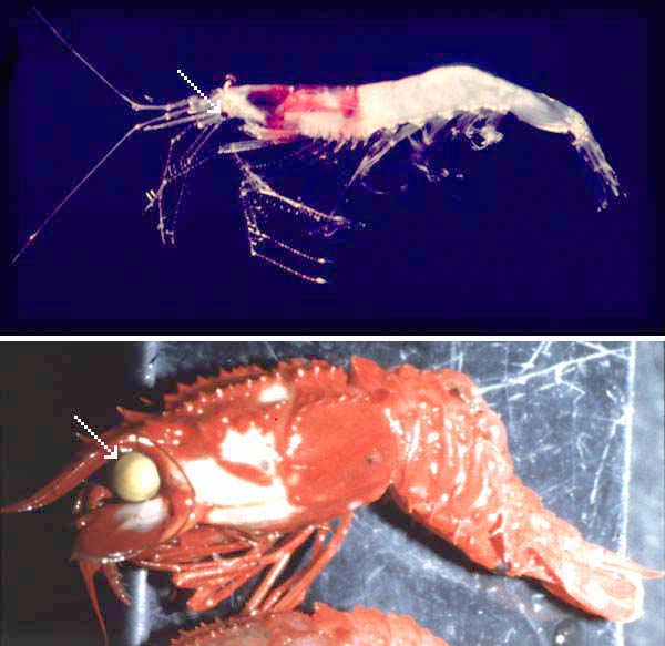 benthic and pelagic shrimp