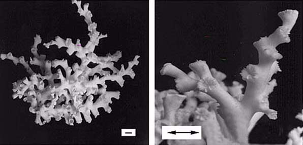 A deep-water coral Lophelia pertusa 