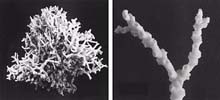 Oculina varicosa coral