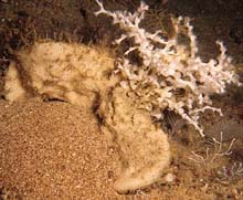 A deep-water sponge Pachastrella monilifera