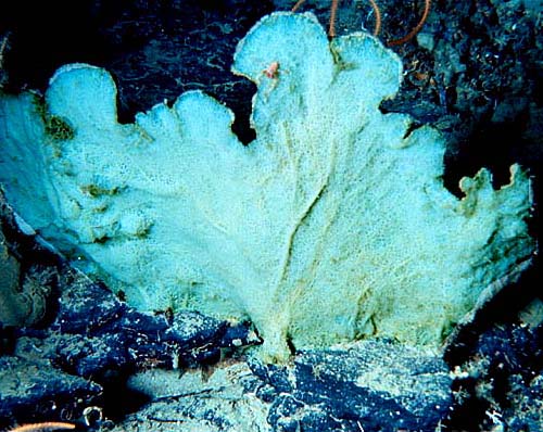 large fan-shaped sponge Phakellia ventilabrum