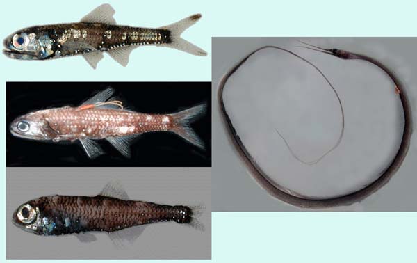 Four typical midwater fish