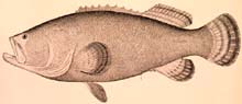 Warsaw Grouper