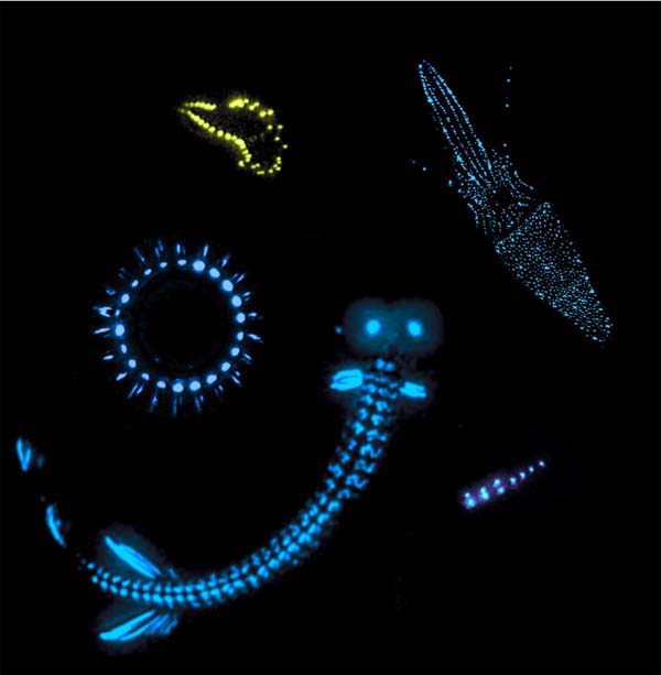 bioluminescent organisms