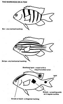 Black and white drawing that shows the major characteristics to id fish