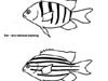 Major characteristics used to identify fish.