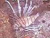 A lionfish, is sighted several times during dive operations.