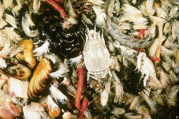 marine worms, tiny crustaceans, clams, and snails