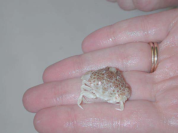 specimen from the calappidae family of crabs