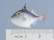 juvenile trigger fish