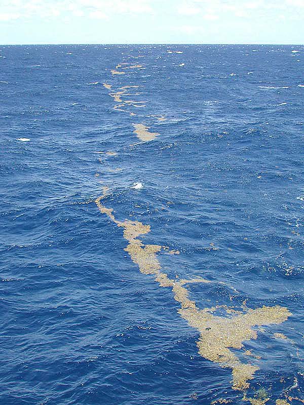 lines of sargassum