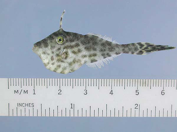 juvenile scrawled filefish