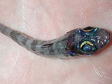 green eye, deep sea fish