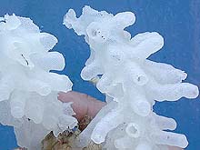 deep sea glass sponges