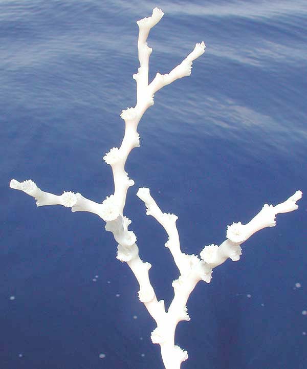 branch of Lophelia coral
