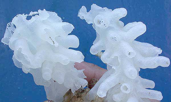 deep sea glass sponges