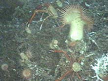 deep sea anemone and galatheid crabs