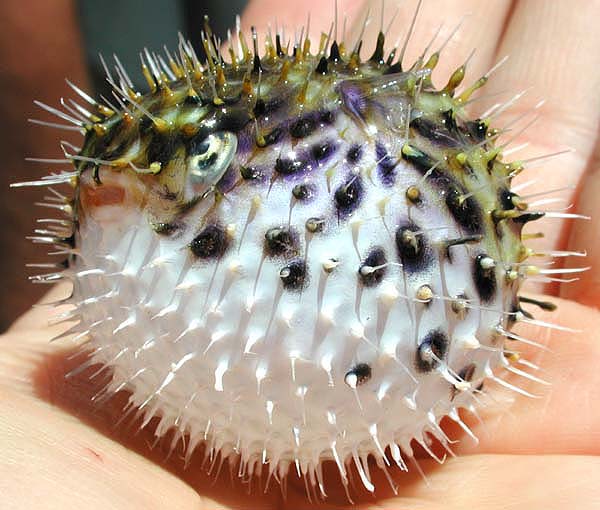 spiny puffer fish