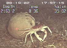 Unidentified crab in front of sponge