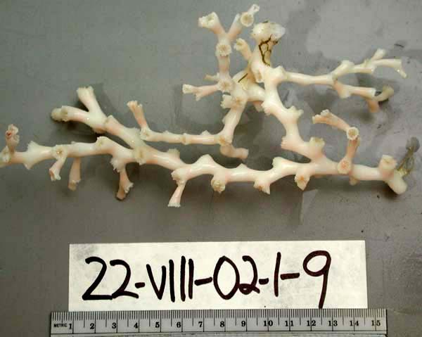 Lophelia deepwater coral.