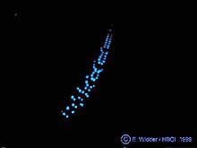 a deep sea fish emting bioluminescence