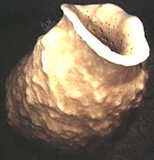 large hexactinellid sponge
