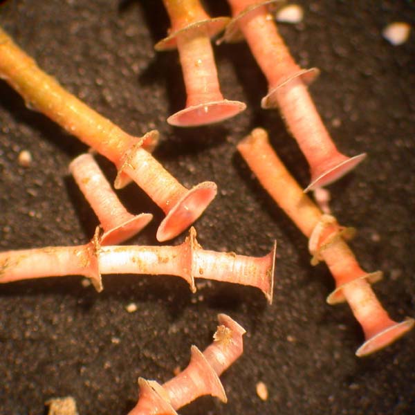 tiny serpulid worm tubes