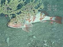 adult blackbelly rosefish