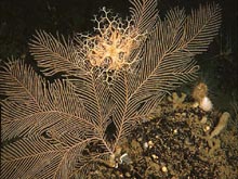 A deep water gorgonian with basketstar