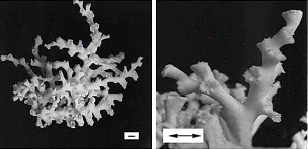 Lophelia pertusa is a deep water species of coral. 