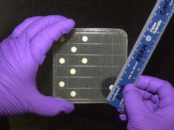 Bioassay plate for anti-microbial activity