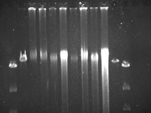 Various amounts of DNA  on an agarose gel.