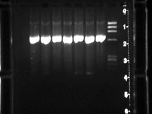 PCR product DNA on an agarose gel from a marine microorganism