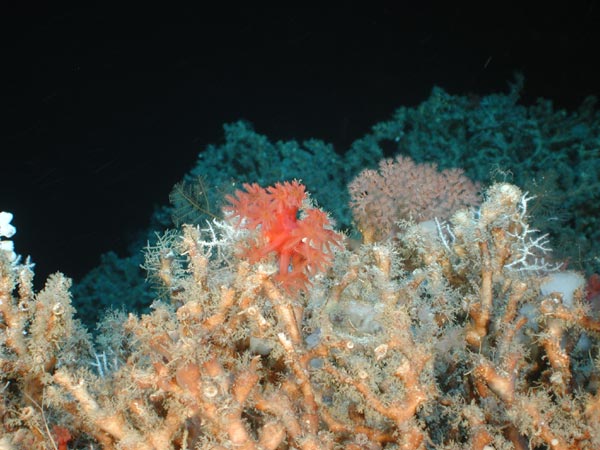 Anthomastus grandiflorus - A deep water reef community