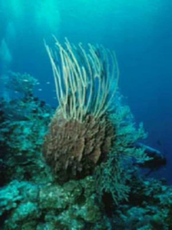 Competition for Resources is intense in habitats such as reefs