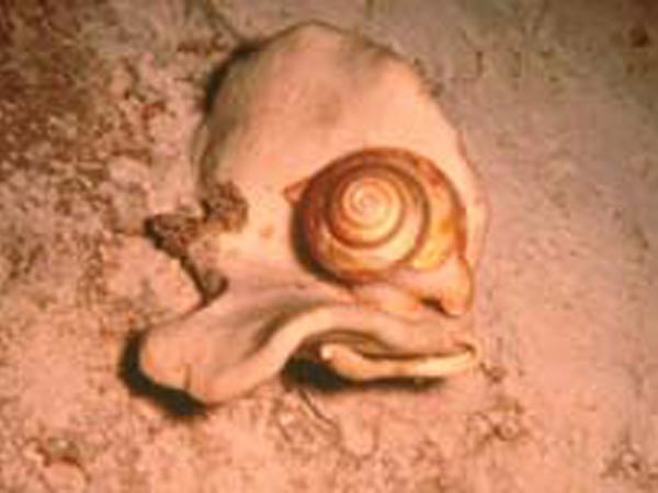 A slit shell mollusk feeding on a lithistid sponge