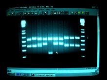 Agarose gel electrophoresis is used to visualize DNA extracts