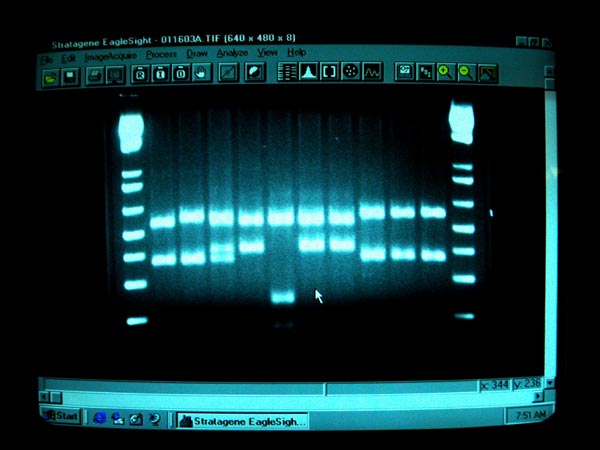 Agarose gel electrophoresis is used to visualize DNA extracts