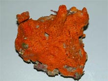 Bright-orange Forcepia