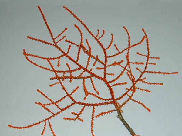 The Gorgonia Swiftia sp.